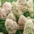 Bugás hortenzia - Hydrangea paniculata 'Magical Candle'®