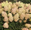 Bugás hortenzia - Hydrangea paniculata 'Magical Candle'®