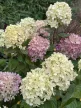 Bugás hortenzia - Hydrangea paniculata 'Magical Candle'®