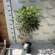 Bugás hortenzia - Hydrangea paniculata 'Magical Candle'®