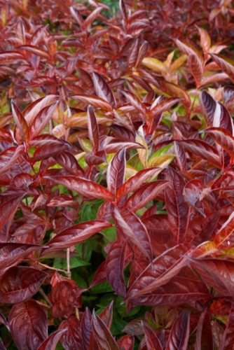 Rózsalonc - Weigela 'Wings of Fire'