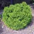 Nyugati tuja - Thuja occidentalis 'Lukas Tallér'