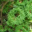 Nyugati tuja - Thuja occidentalis 'Lukas Tallér'