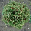 Nyugati tuja - Thuja occidentalis 'Lukas Tallér'