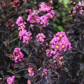   Lagerstroemia indica 'Lavender Lace'  - Kínai selyemmirtusz K15 Törzses