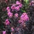 Lagerstroemia indica 'Lavender Lace'  - Kínai selyemmirtusz K15 Törzses