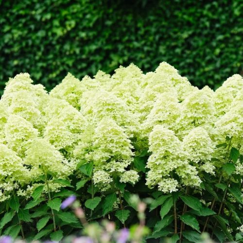 Hydrange paniculata 'MAGICAL LIME SPARKLE'®