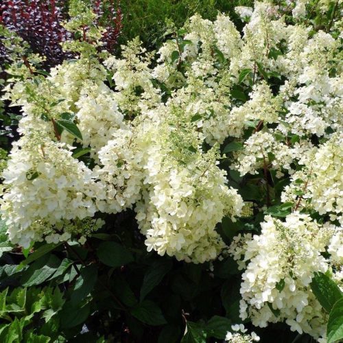 Bugás hortenzia - Hydrangea paniculata 'Candlelight'®