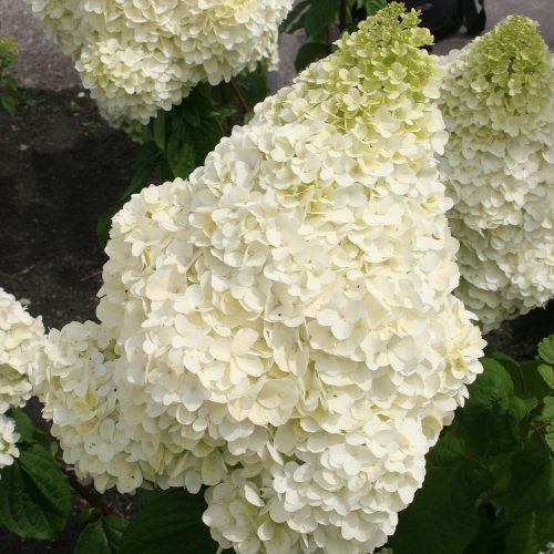 Bugás hortenzia - Hydrangea paniculata 'Silver Dollar'