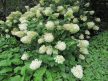 Bugás hortenzia - Hydrangea paniculata 'Silver Dollar'