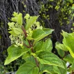 Bugás hortenzia - Hydrangea paniculata 'Living Little Rosy'
