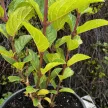 Bugás hortenzia - Hydrangea paniculata 'Living Little Rosy'