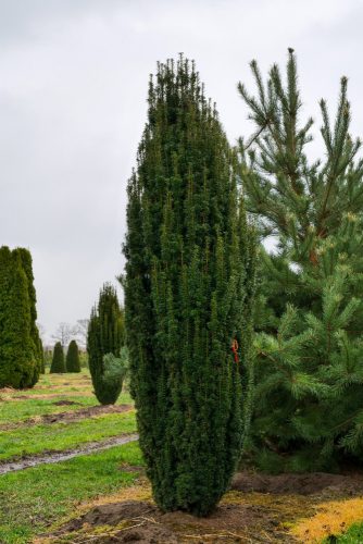 Oszlopos tiszafa - Taxus baccata 'Fastigiata'