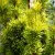 Oszlopos tiszafa - Taxus baccata 'Fastigiata'
