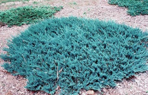 Kék levelű henyeboróka - Juniperus horizontalis 'Blue Chip'