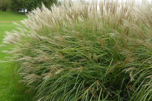 Molnárpántlika  - Miscanthus sinensis 'Adagio'