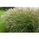 Molnárpántlika  - Miscanthus sinensis 'Adagio'