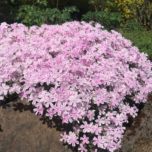 Árlevelű lángvirág - Phlox subulata 'Candy Stripes'