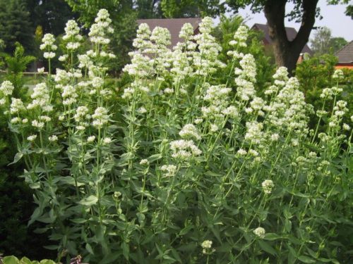 Sarkantyúvirág - Centranthus ruber 'Albus'