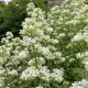 Sarkantyúvirág - Centranthus ruber 'Albus'