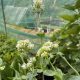 Sarkantyúvirág - Centranthus ruber 'Albus'