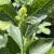 Vaccinium corymbosum 'Duke' - magasbokrú áfonya K2 30/40