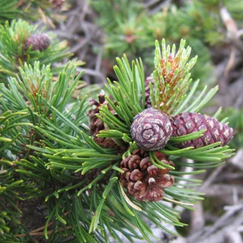 Havasi törpefenyő - Pinus mugo 