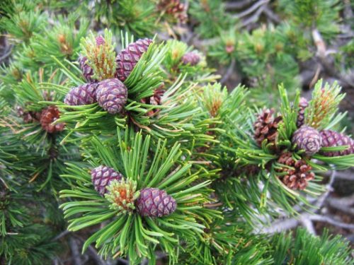 Havasi törpefenyő - Pinus mugo 