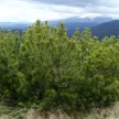 Havasi törpefenyő - Pinus mugo 