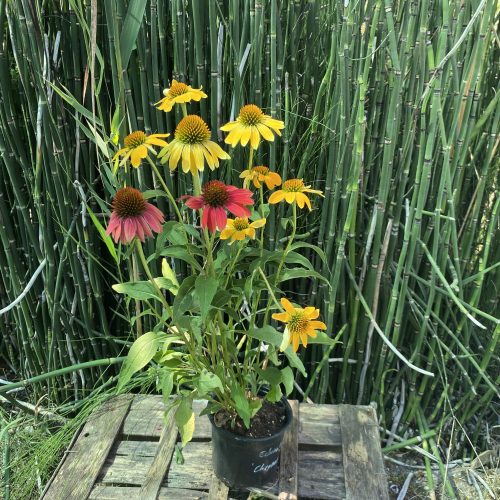 Kasvirág - Echinacea purpurea ‘Cheyenne Spirit’