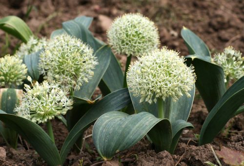 Turkesztáni díszhagyma - Allium karataviense 'Ivory Queen'