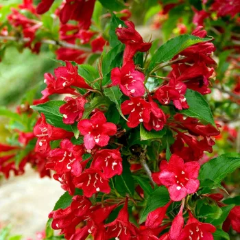 Rózsalonc - Weigela 'Lucifer'