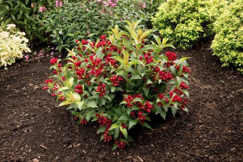 Rózsalonc - Weigela 'Lucifer'