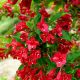Rózsalonc - Weigela 'Lucifer'