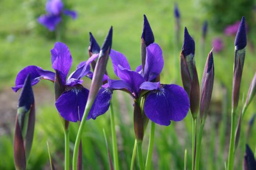 Sötétkék szibériai nőszirom - Iris sibirica 'Caesar's Brother'