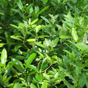 Babérmeggy - Prunus laurocerasus 'Caucasica'