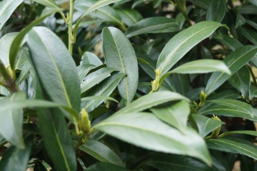 Babérmeggy - Prunus laurocerasus 'Caucasica'