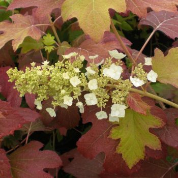   Tölgylevelű hortenzia - Hydrangea quercifolia 'Burgundy'