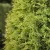 Oregoni hamisciprus - Chamaecyparis lawsoniana 'Sunkist'