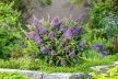 Törpe nyáriorgona - Buddleja davidii 'Butterfly Candy Little Lila'