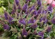 Törpe nyáriorgona - Buddleja davidii 'Butterfly Candy Little Lila'