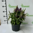 Törpe nyáriorgona - Buddleja davidii 'Butterfly Candy Little Lila'
