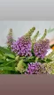 Törpe nyáriorgona - Buddleja davidii 'Butterfly Candy Little Lila'