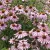 Rózsaszín kasvirág - Echinacea purpurea 
