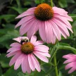 Rózsaszín kasvirág - Echinacea purpurea 