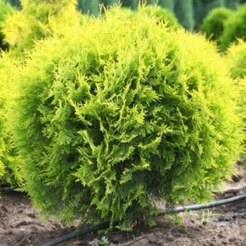   Sárga gömbtuja - Thuja occidentalis 'Golden Globe'