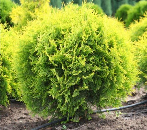 Sárga gömbtuja - Thuja occidentalis 'Golden Globe'