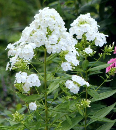 Fehér bugás lángvirág - Phlox paniculata 'David'