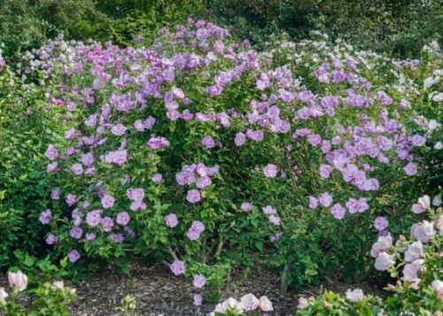 Szíriai mályvacserje - Hibiscus syriacus 'Lavender Chiffon'