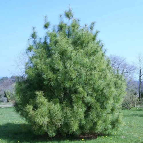 Himalájai selyemfenyő - Pinus wallichiana